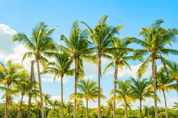 West Palm Beach County Hypnotherapist Therapist.png (1)